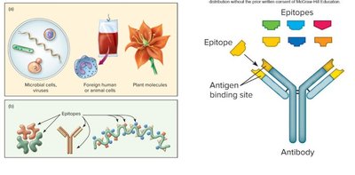 Sources and structure of antigens and epitopes
