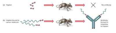 Hapten and carrier molecule interaction