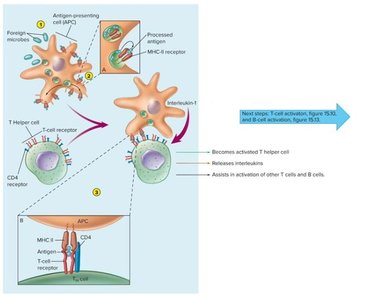 Antigen processing and presentation by APCs