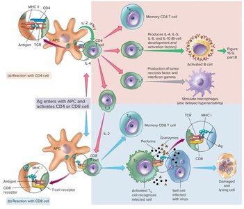 T cell activation and effector functions