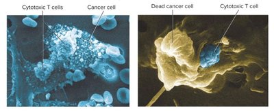 Cytotoxic T cell killing cancer cell