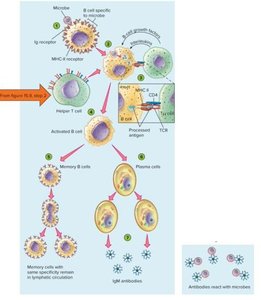 B cell activation and antibody production