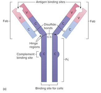 Antibody structure: Fab and Fc regions