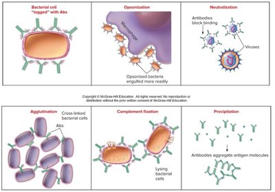 Antibody-antigen interactions: opsonization, neutralization, agglutination, complement fixation, precipitation
