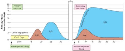 Primary and secondary antibody responses