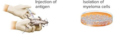 Injection of antigen and isolation of myeloma cells