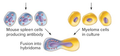Fusion of spleen and myeloma cells to form hybridoma
