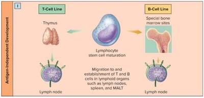 Lymphocyte development and migration