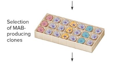 Selection of monoclonal antibody-producing clones