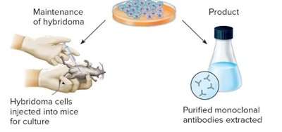 Maintenance and extraction of monoclonal antibodies