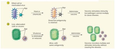 Killed and live attenuated vaccines