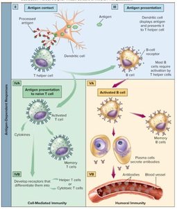 Antigen-dependent and independent development