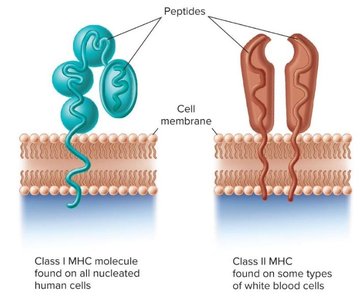 Class I and Class II MHC molecules