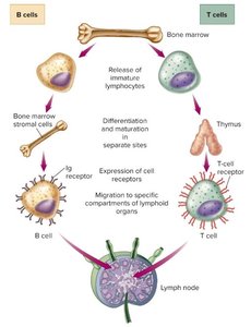 B and T cell development and receptors
