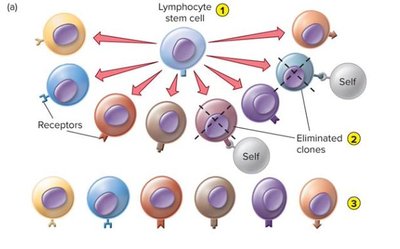 Clonal selection and elimination of self-reactive clones
