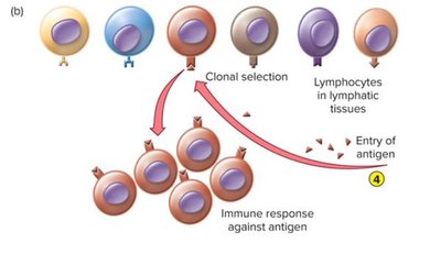 Clonal selection and expansion upon antigen entry