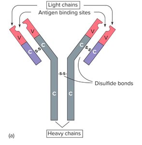 Immunoglobulin structure