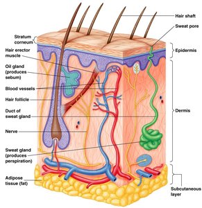 Cross-section of human skin showing layers and structures
