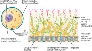 Antifungal drug targets in fungal cell wall and membrane