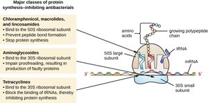 Major classes of protein synthesis-inhibiting antibacterials