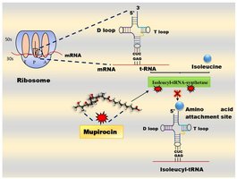 Mupirocin mechanism of action on tRNA synthetase