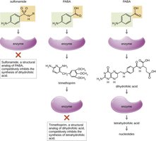 Sulfonamide and trimethoprim inhibition of folic acid synthesis