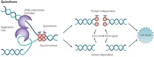 Nucleoside analogs and their antimicrobial action