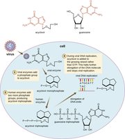 Acyclovir mechanism as a guanosine analog