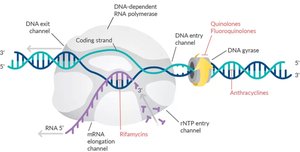 Drug targets in DNA and RNA synthesis