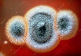 Penicillium mold showing antibiotic effect