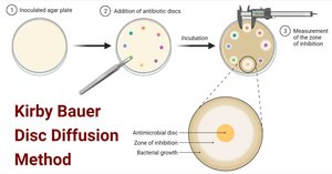 Kirby-Bauer disc diffusion method