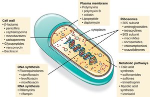 Bacterial cell showing targets of antimicrobial drugs