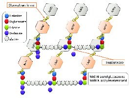 Peptidoglycan structure and cross-linking