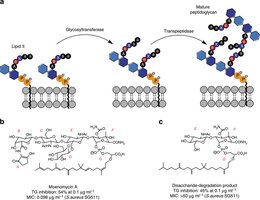 Enzymatic steps in peptidoglycan synthesis and inhibition