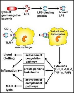 Pathogenesis of Gram-negative sepsis and cytokine release
