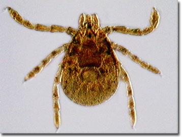 Dermacentor andersoni (Rocky Mountain wood tick)