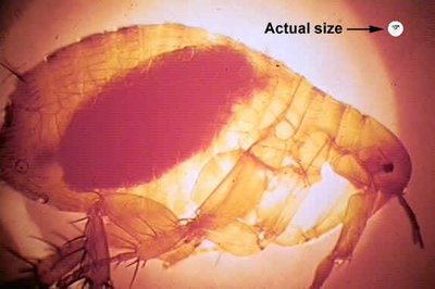 Flea, vector of Yersinia pestis