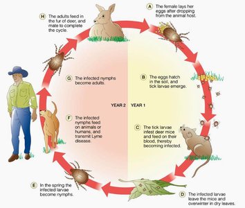 Life cycle of the Lyme disease tick