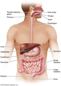 Diagram of the human digestive system