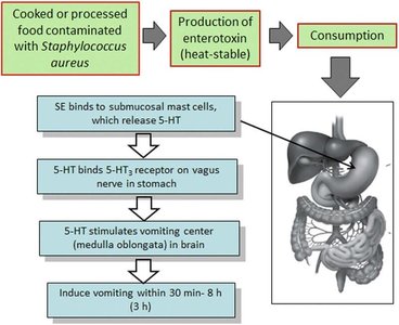 Pathogenesis of staphylococcal food poisoning