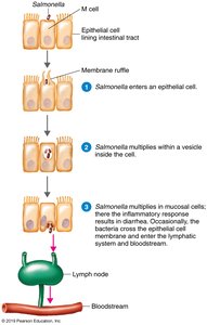 Pathogenesis of Salmonella infection in the intestinal epithelium