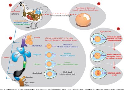 Salmonella contamination in poultry and eggs