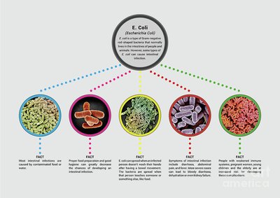 E. coli infographic: types, symptoms, and prevention