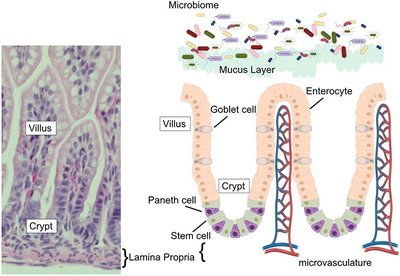Diagram of intestinal villi, crypts, and microbiome