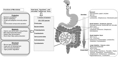 Functions and distribution of gut microbiota