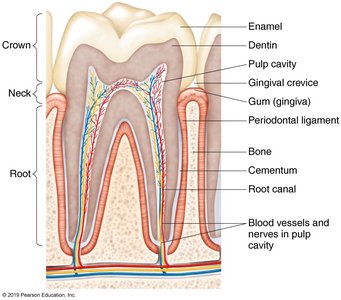 Structure of a tooth, showing enamel, dentin, pulp, and other components