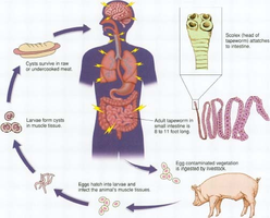 Tapeworm life cycle diagram
