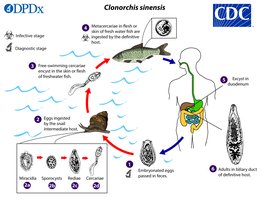 Clonorchis sinensis life cycle diagram