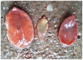Fluke morphology