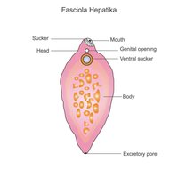 Fasciola hepatica anatomy diagram